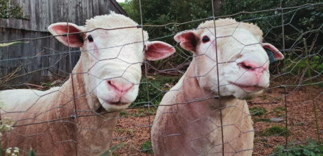 Finding-livestock-Mates
